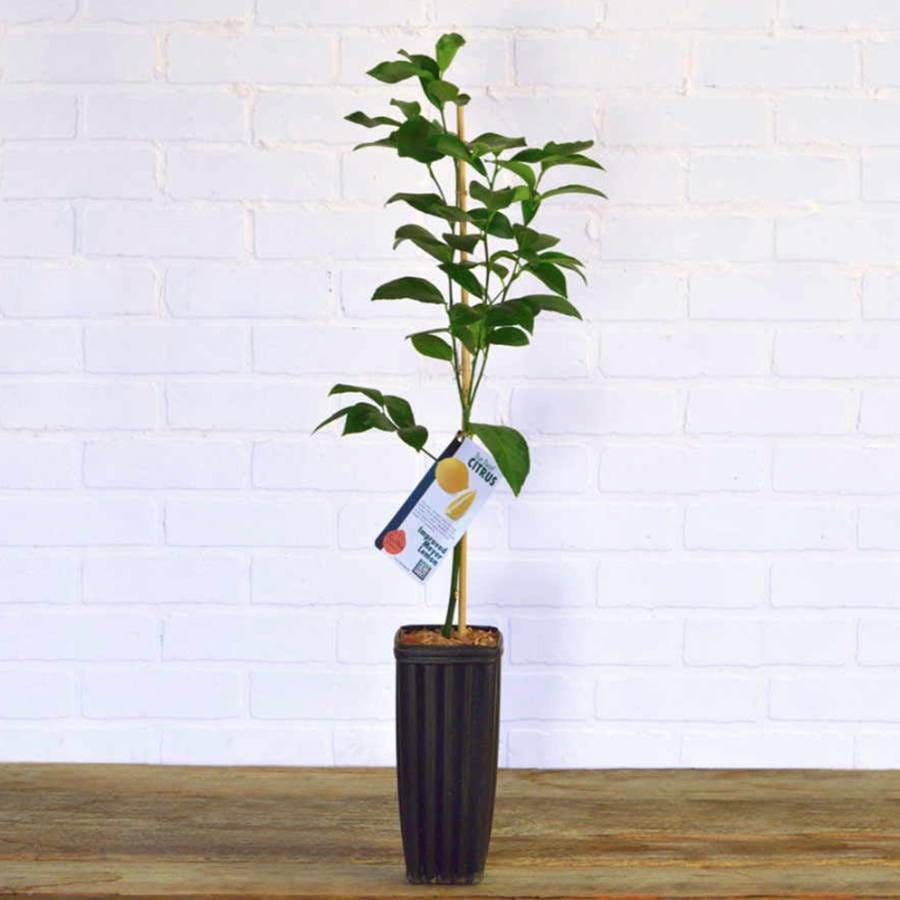Citrus 'Meyer' Lemon Tree