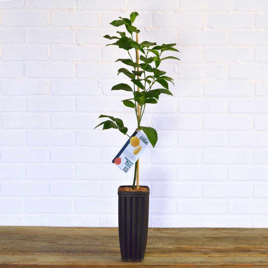 Citrus 'Eureka' Lemon Tree