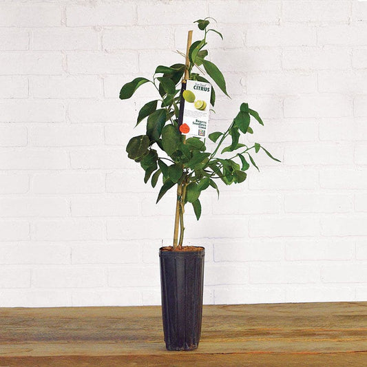 Citrus 'Bearss' Lime Tree