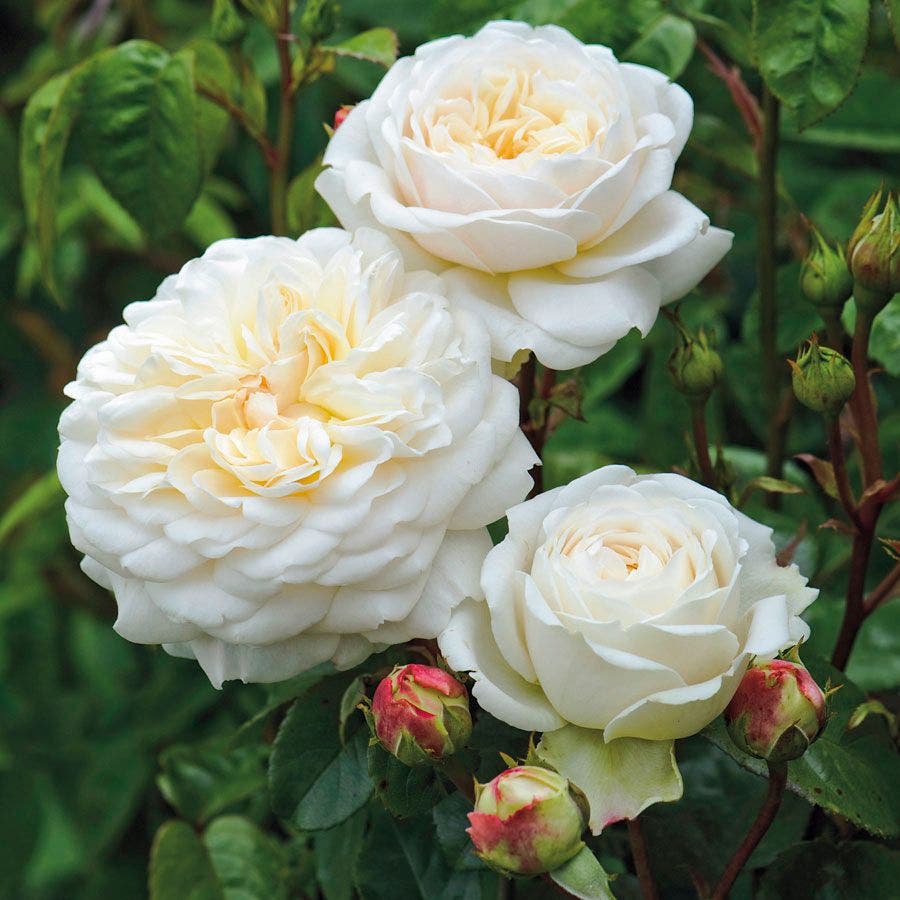 Rose Tranquillity™