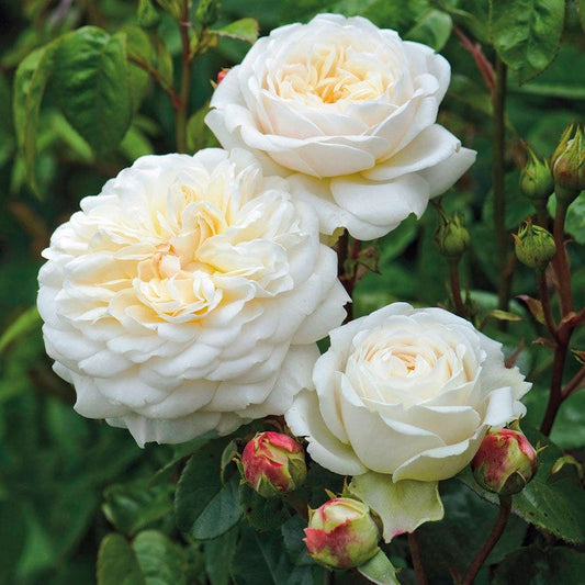 Rose Tranquillity™