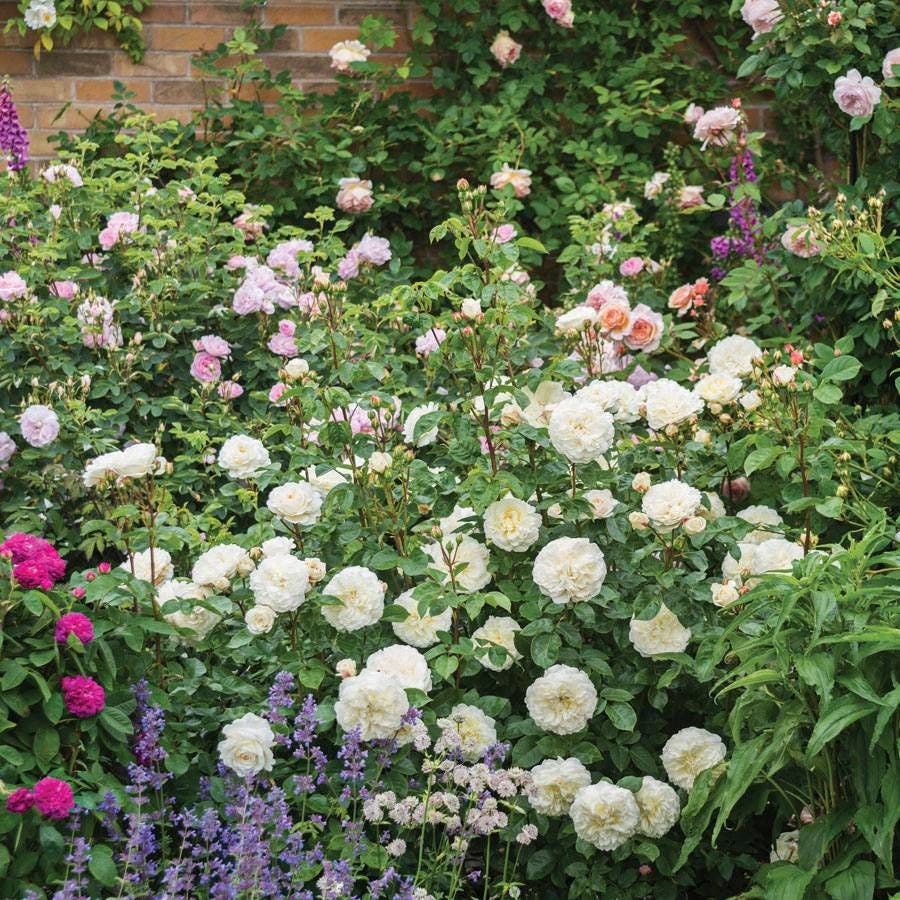 Rose Tranquillity™