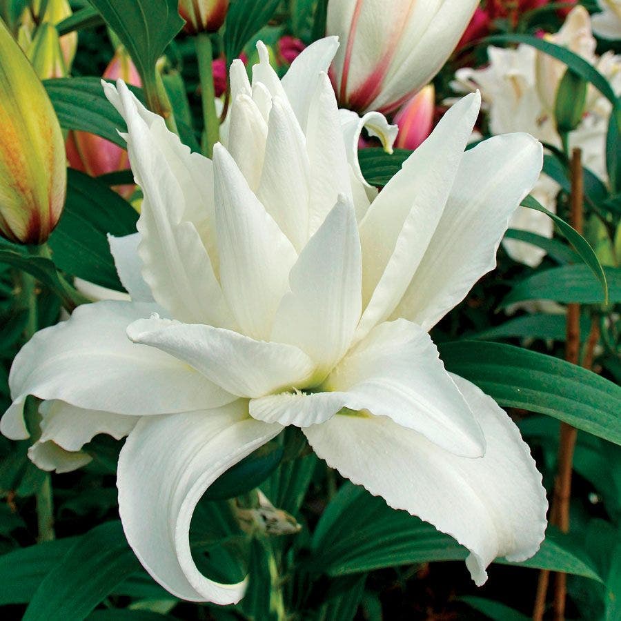 Lilium Roselily Carolina® Bulb
