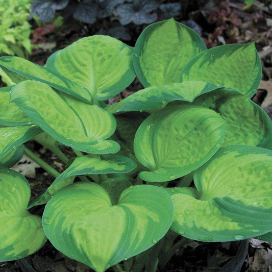 Hosta 'Rainforest Sunrise'