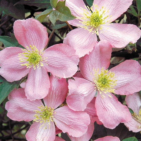 Clematis 'Odorata'