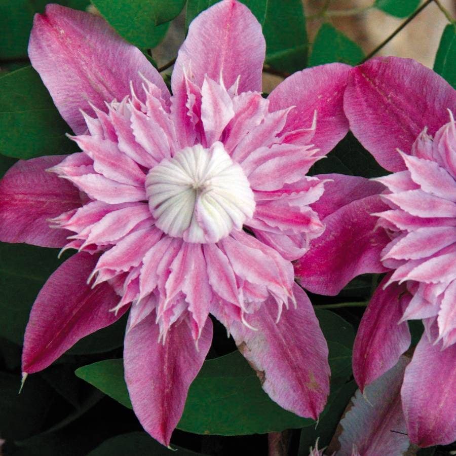 Clematis Josephine™