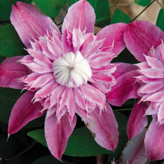 Clematis Josephine™