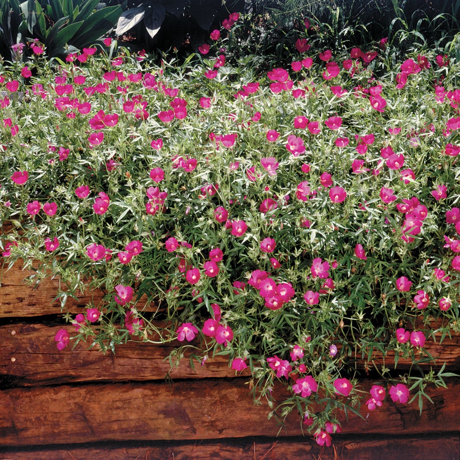 Callirhoe involucrata