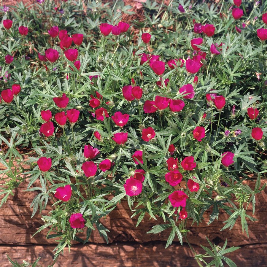 Callirhoe involucrata