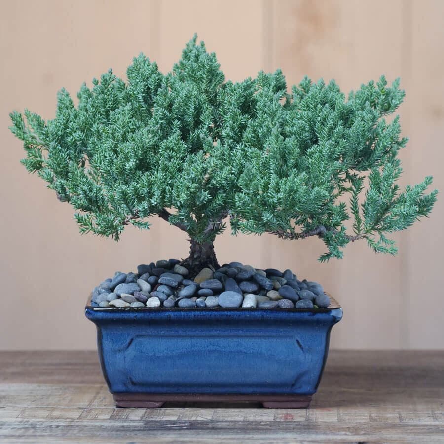 blue bonsai tree for sale Juniper Bonsai Tree
