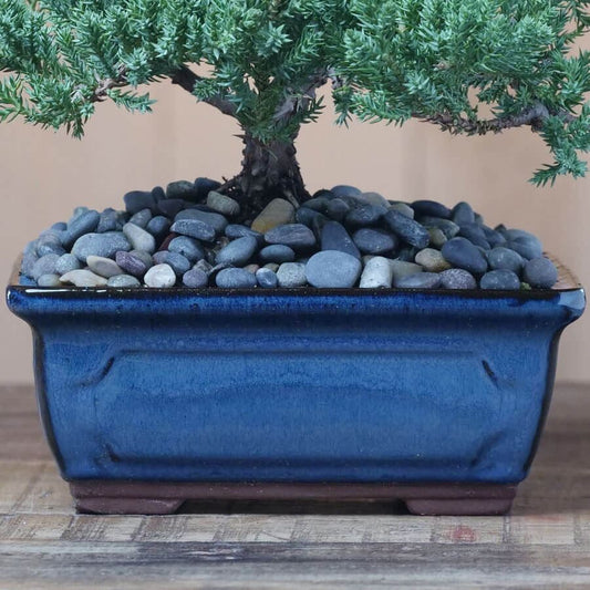 Juniper Bonsai Tree