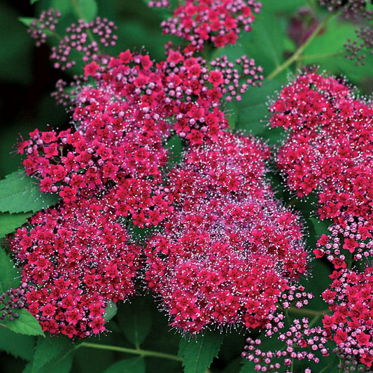 Spiraea Double Play® Red
