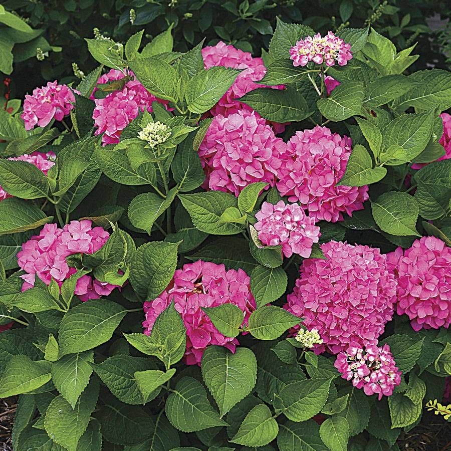 Let's Dance® Rave Hydrangea