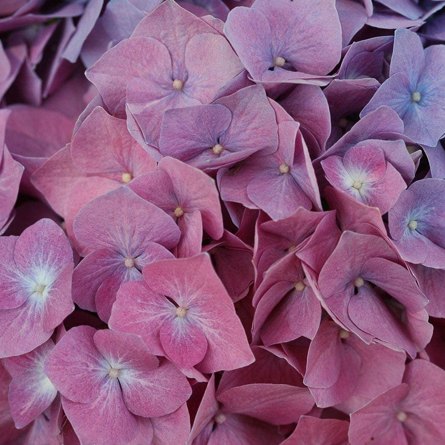 Let's Dance® Rave Hydrangea