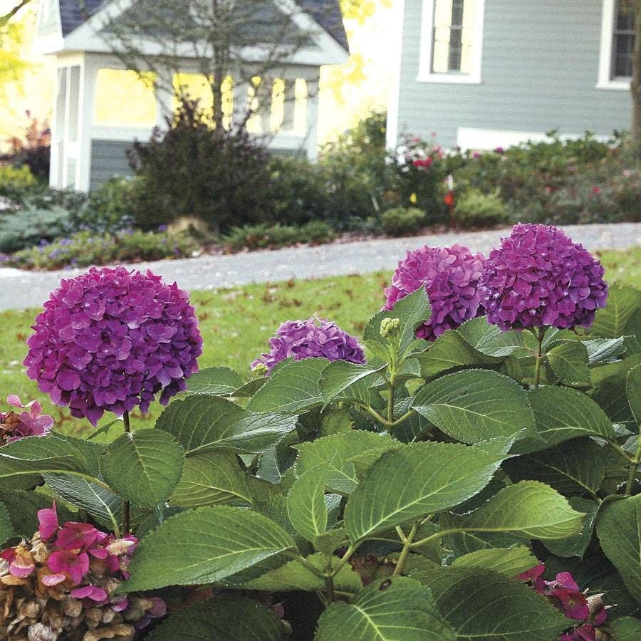Let's Dance® Rave Hydrangea
