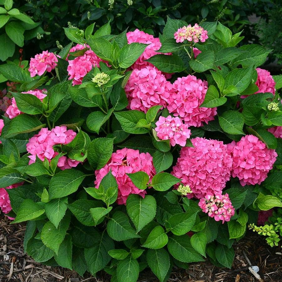 Let's Dance® Rave Hydrangea