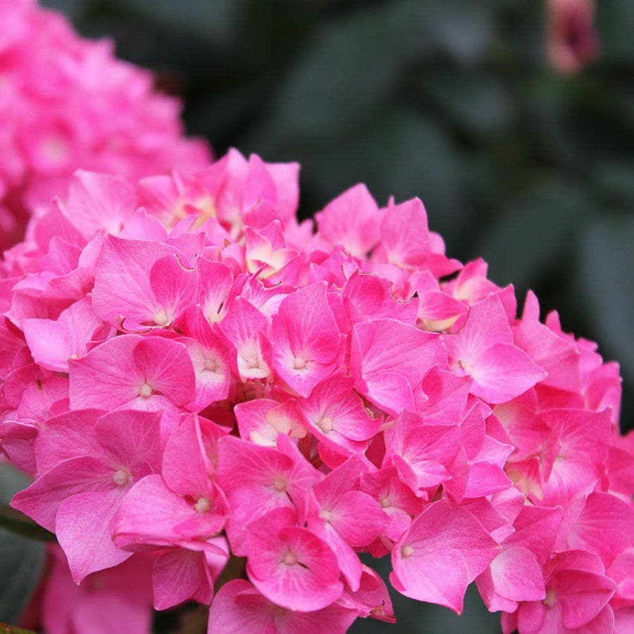 Let's Dance® Rave Hydrangea