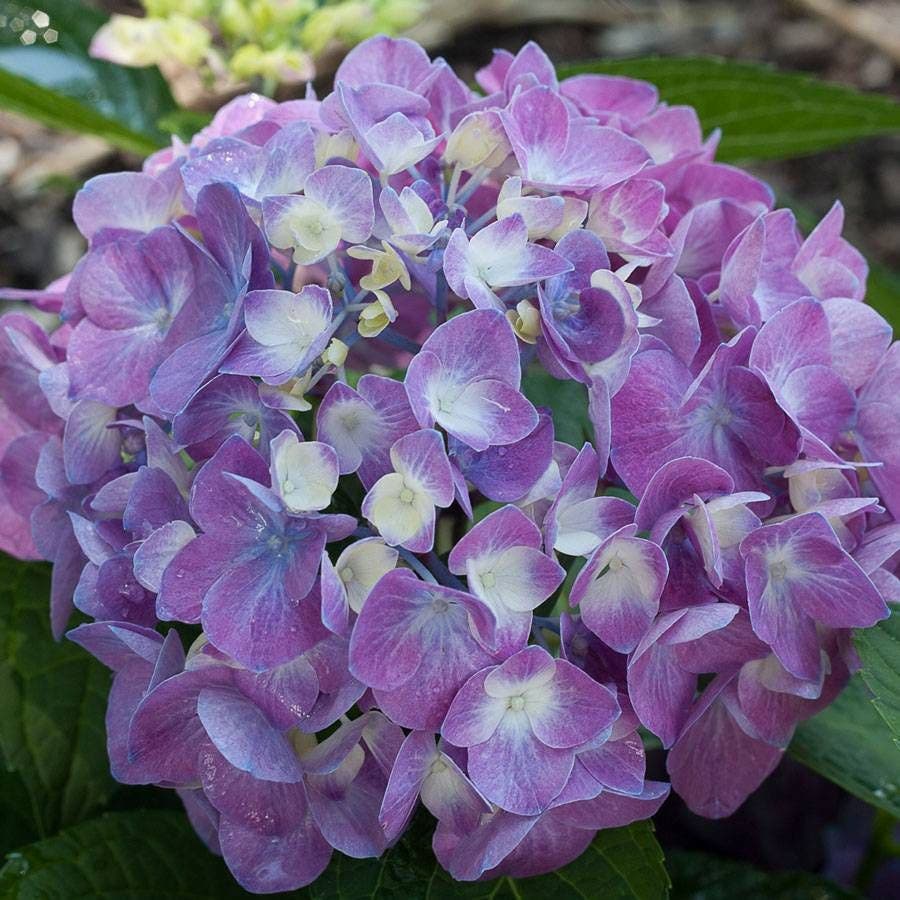 Let's Dance® Rave Hydrangea