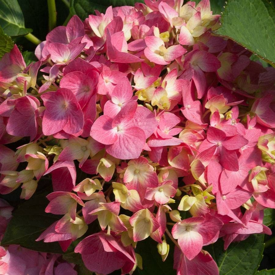 Let's Dance® Rave Hydrangea