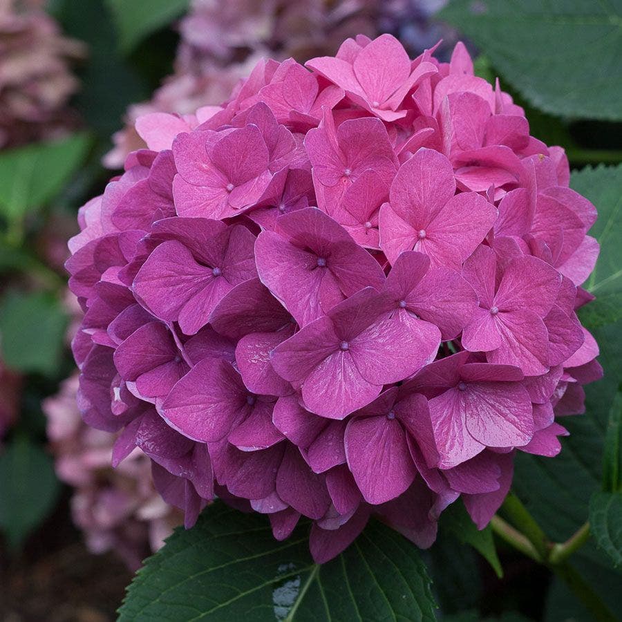 Let's Dance® Rave Hydrangea