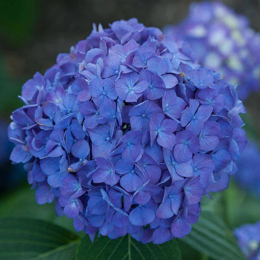 Let's Dance® Rave Hydrangea