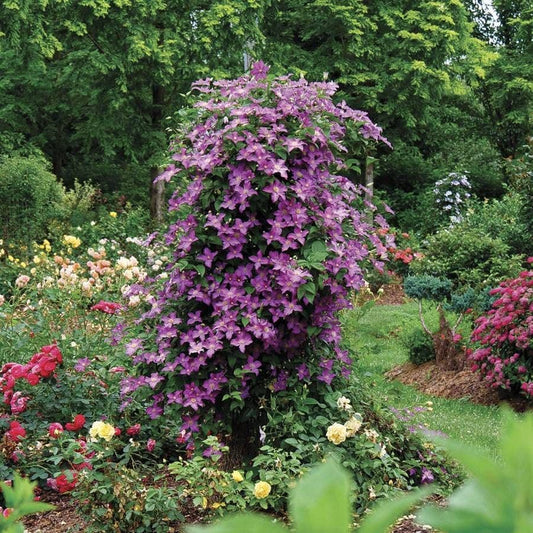 Clematis Jolly Good™