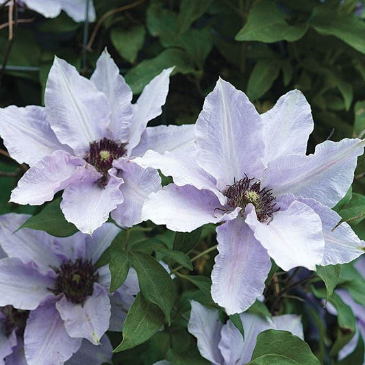 Clematis Still Waters™