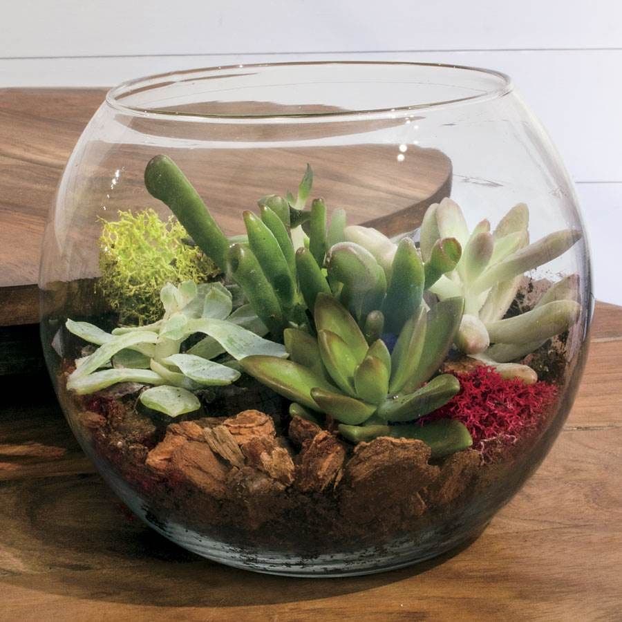 glass bowl terrarium succulent Succulent Terrarium Bowl