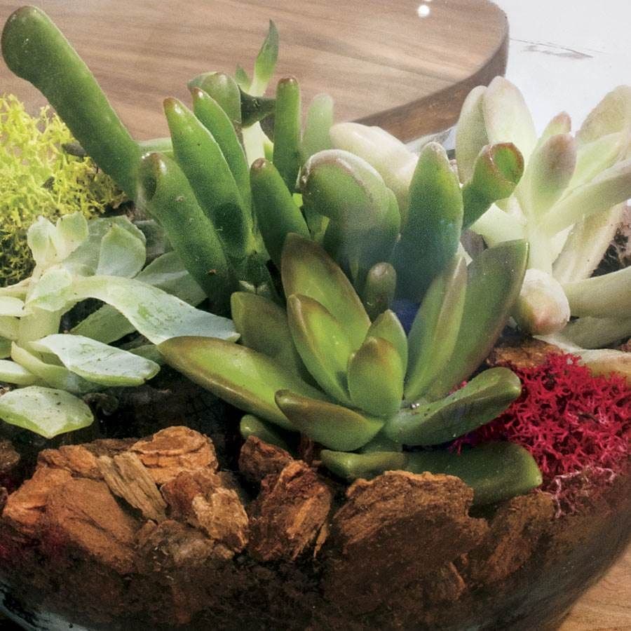 Succulent Terrarium Bowl