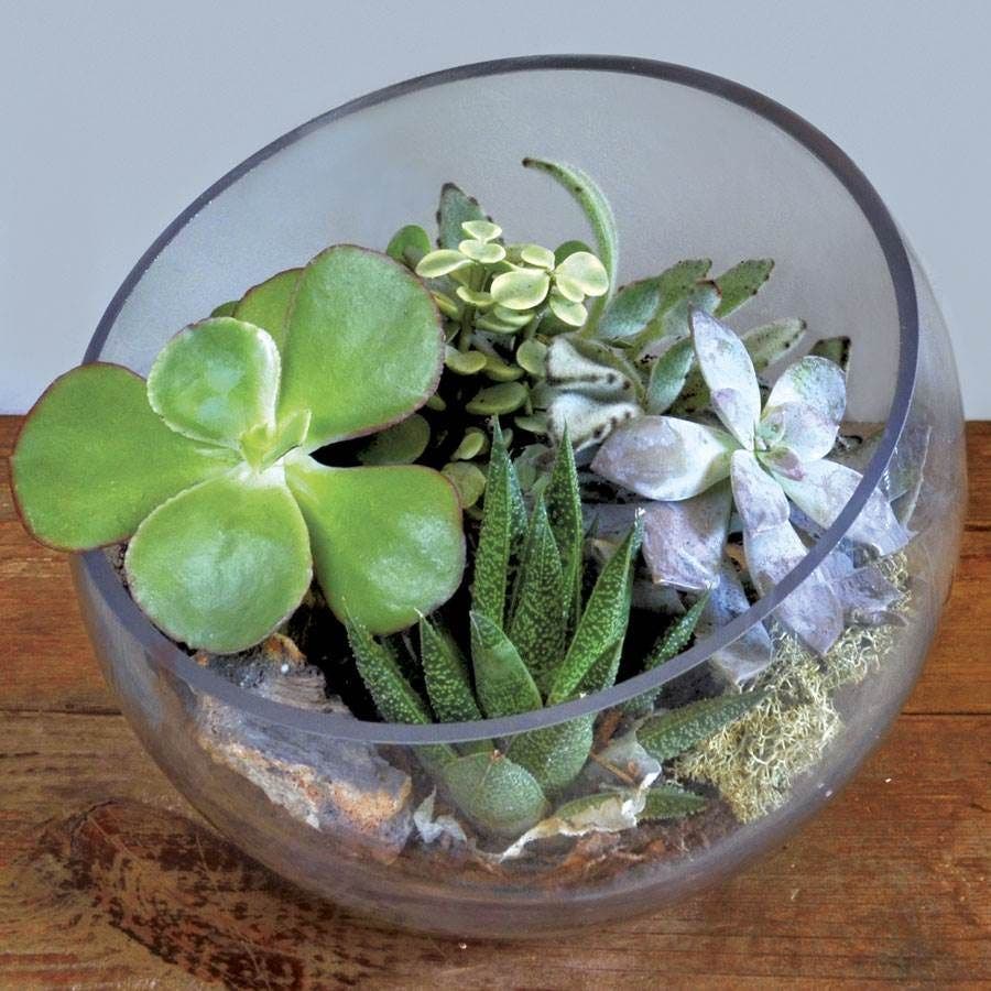 Succulent Terrarium Bowl