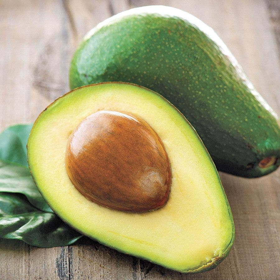 Persea Avocado 'Wurtz'