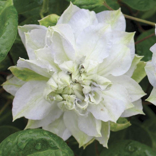 Clematis 'Diamond Ball'