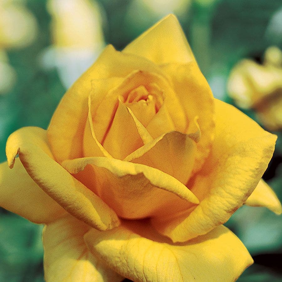 Rosa Oregold