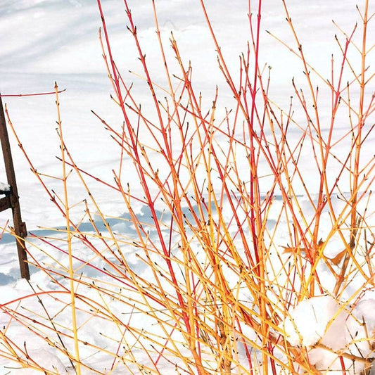 Cornus Arctic Sun®