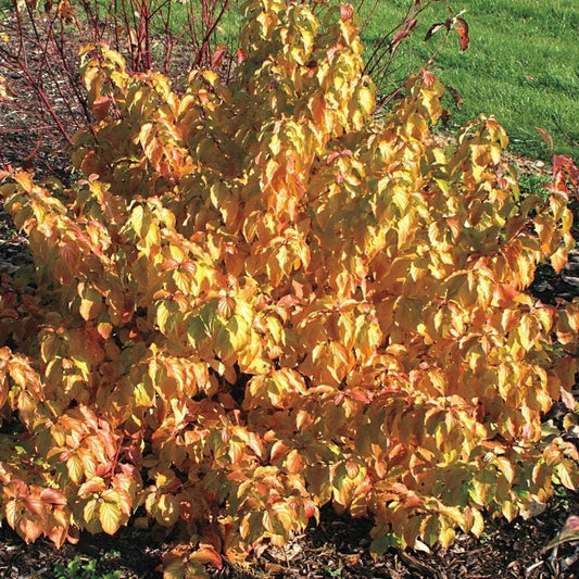Cornus Arctic Sun®