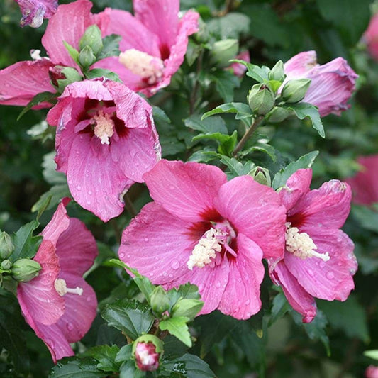 Hibiscus Lil Kim® Red Rose of Sharon