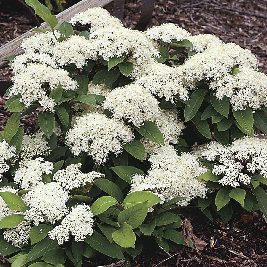 Viburnum Lil Ditty®