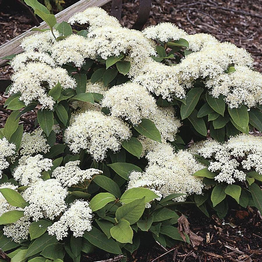 Viburnum Lil Ditty®