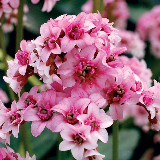 Bergenia Dragonfly™ 'Sakura'