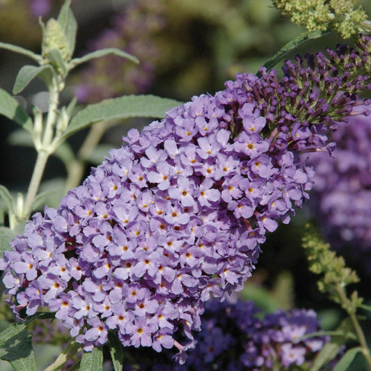 Buddleia Buzz™ Sky Blue