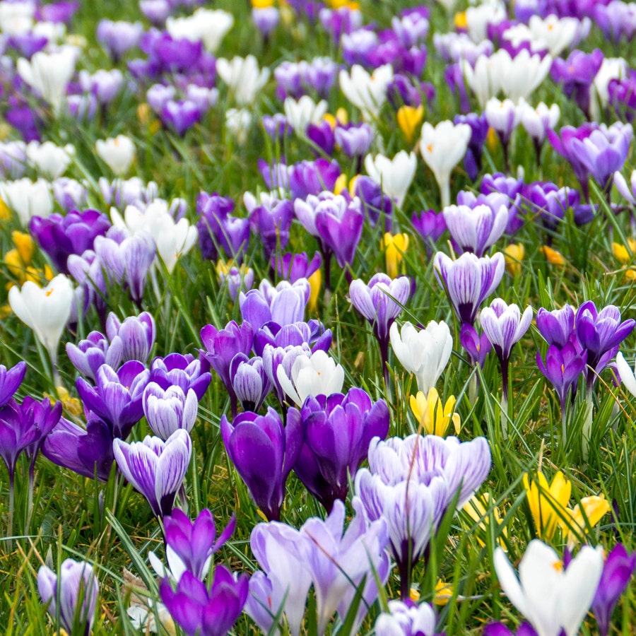 Crocus Delft Blue Blend Bulbs