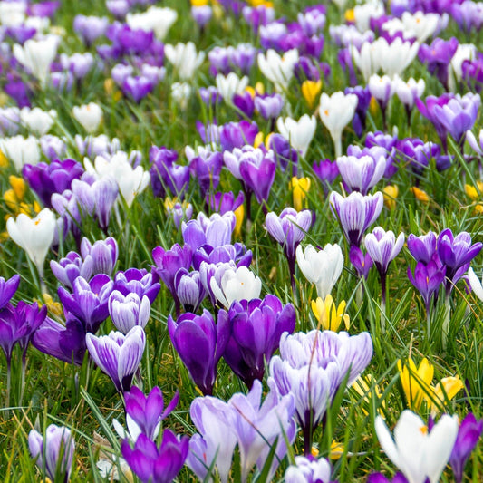 Crocus Delft Blue Blend Bulbs