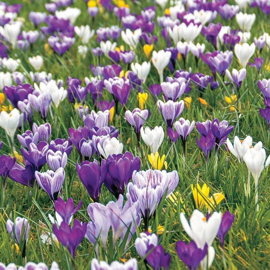 Crocus Delft Blue Blend Bulbs