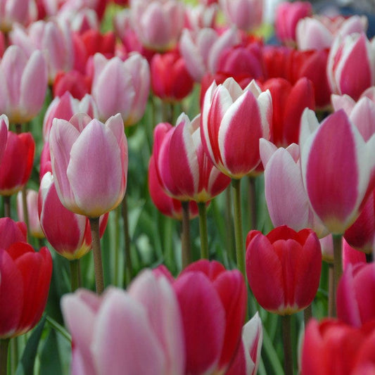 Perennial Delight Mix Tulip Bulbs