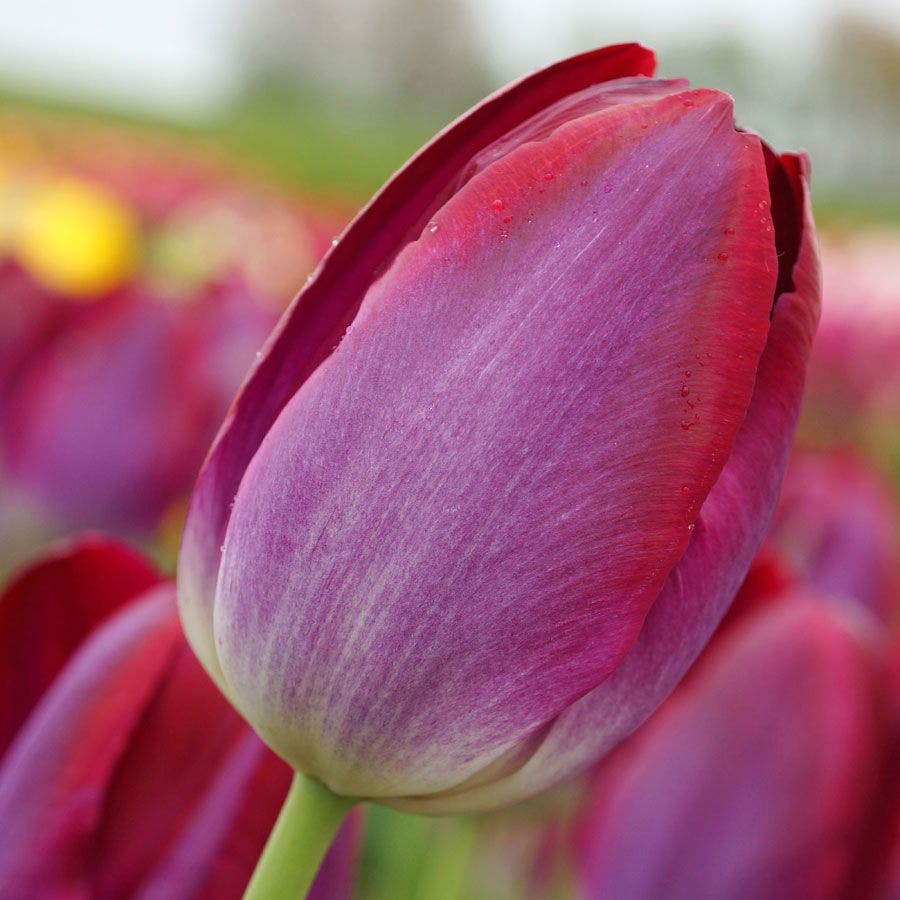 'Pittsburgh Triumph' Tulip Bulbs