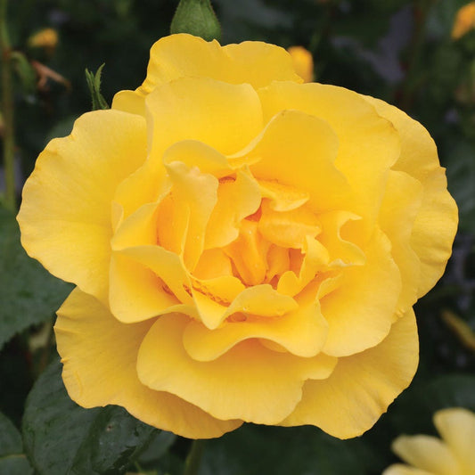 Rosa The Poet's Wife