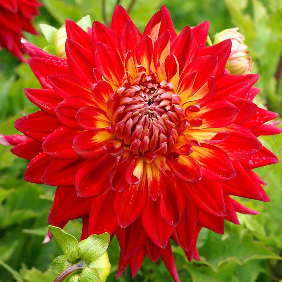 Dahlia Manhattan Island Dahlia Bulb