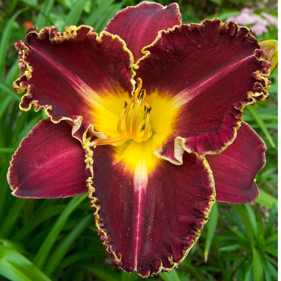 Hemerocallis 'Storm of the Century'