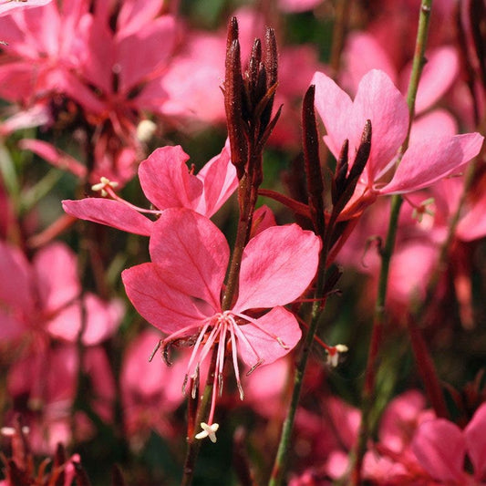 Gaura Dark Pink Belleza™