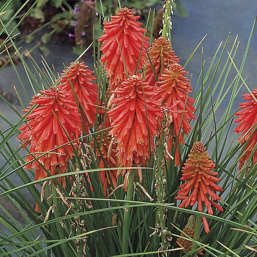 Poco™ Red Red Hot Poker